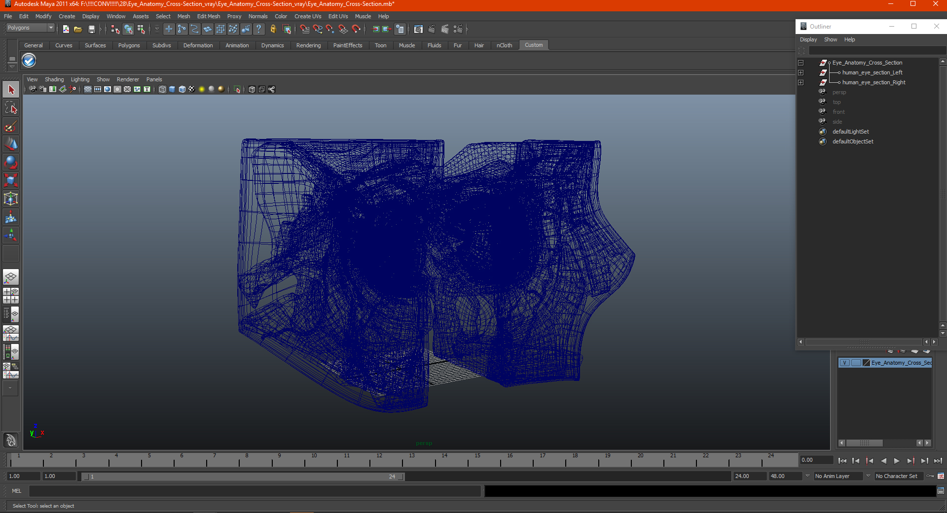 3D model Eye Anatomy Cross-Section
