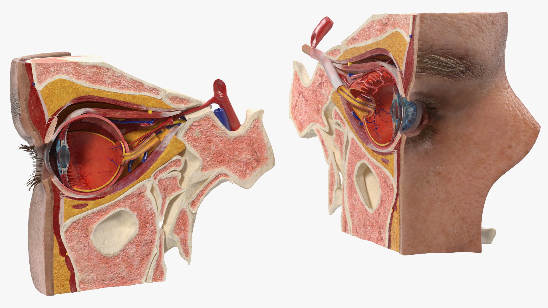 3D model Eye Anatomy Cross-Section
