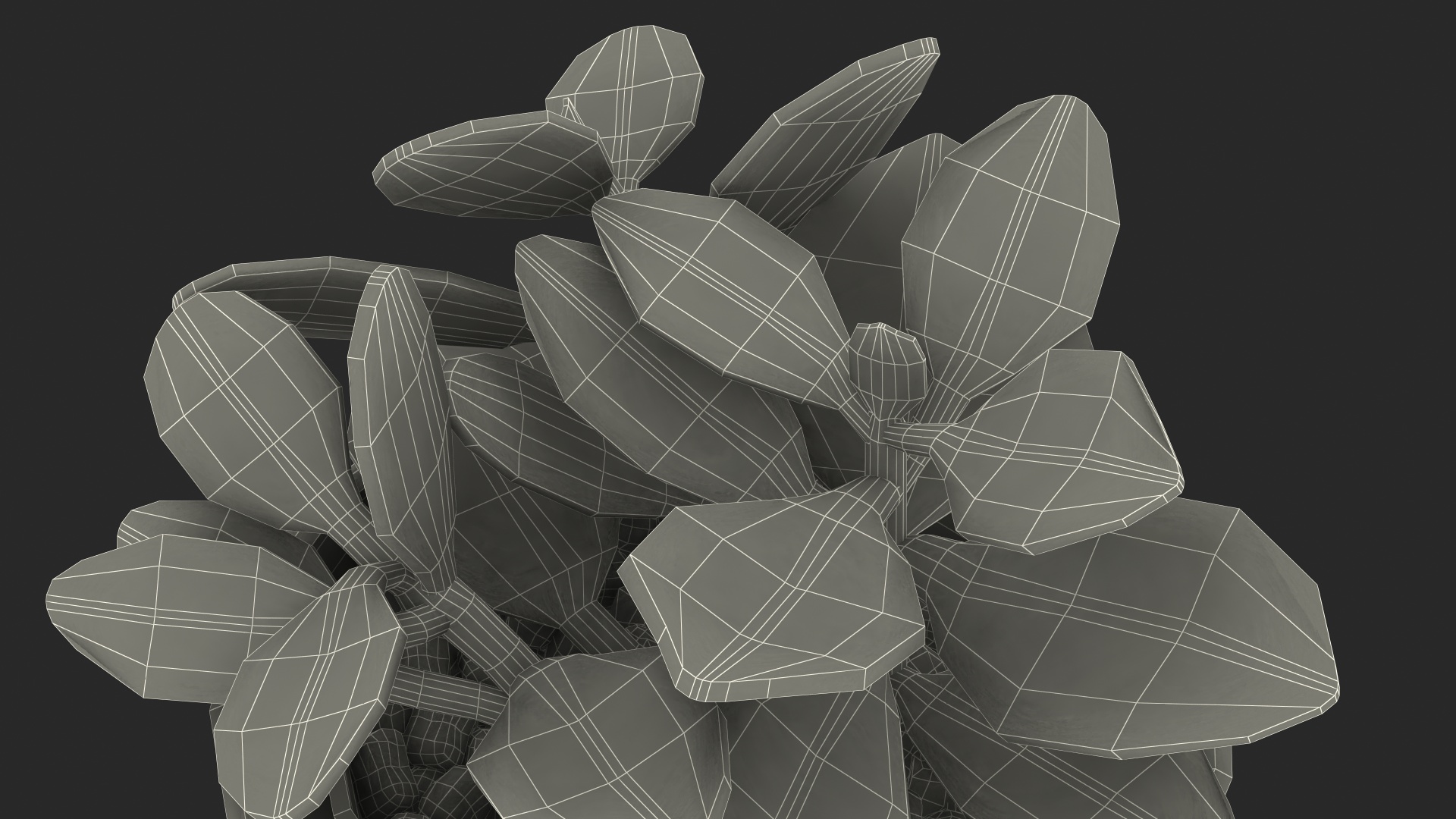 3D model Jade Plant