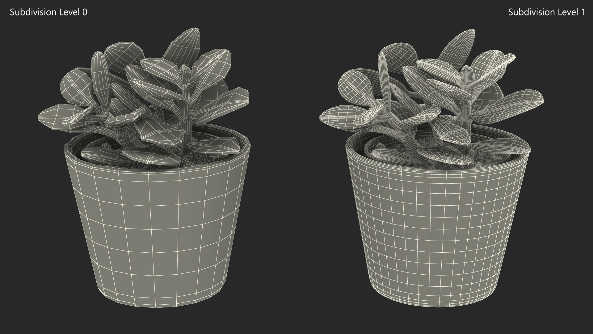 3D model Jade Plant
