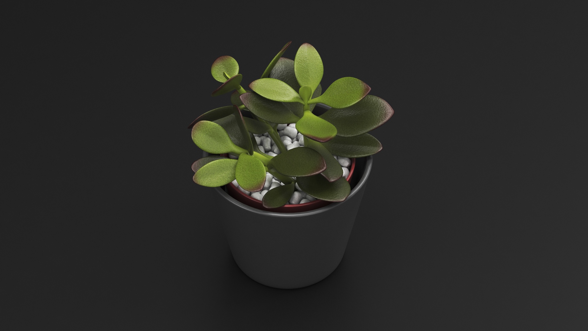 3D model Jade Plant