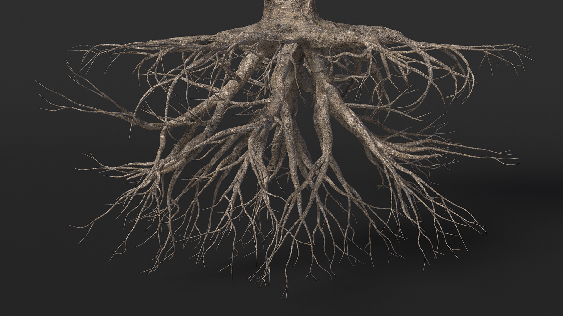 Dragon Tree Roots 3D