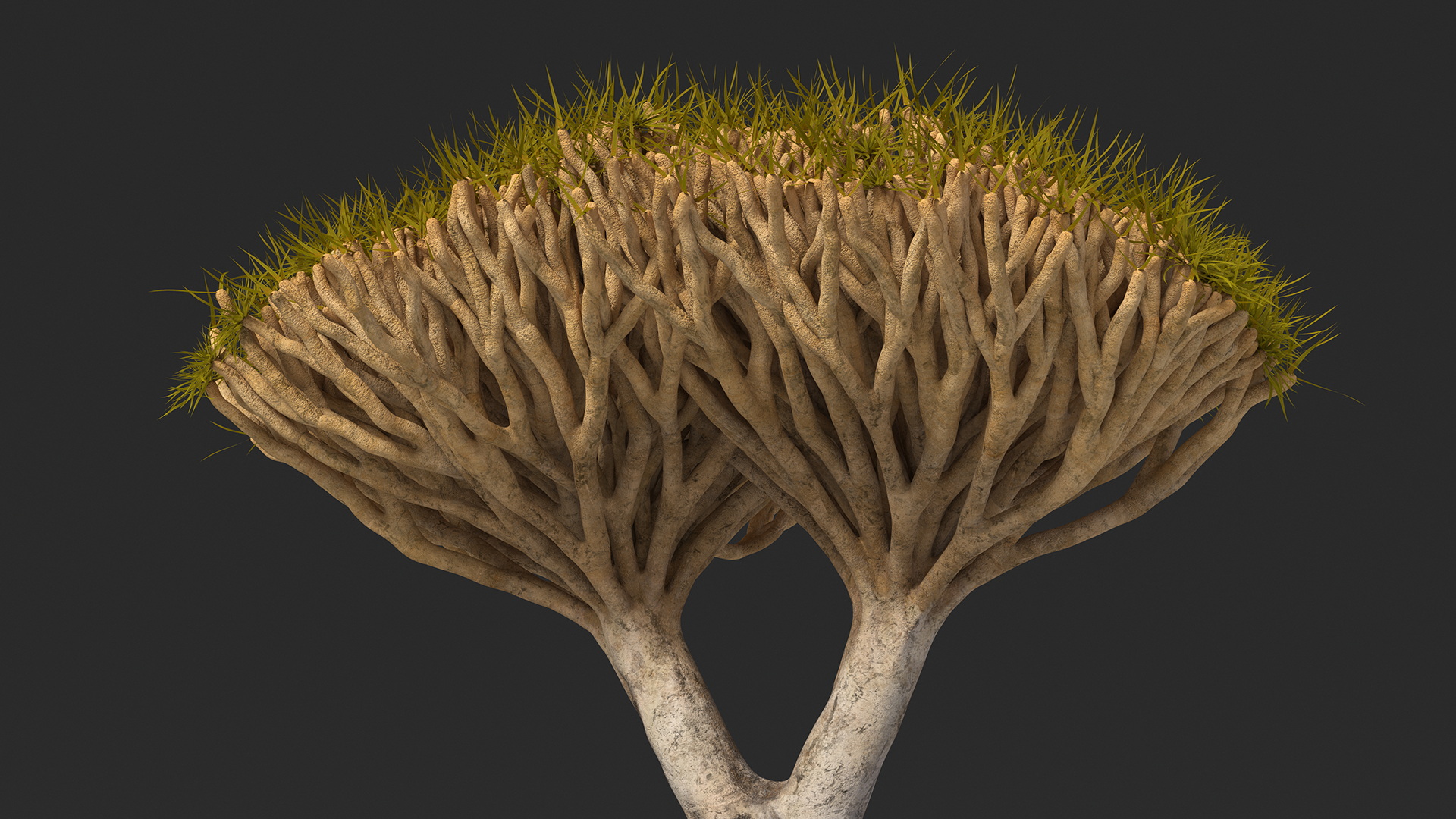 Dragon Tree Roots 3D