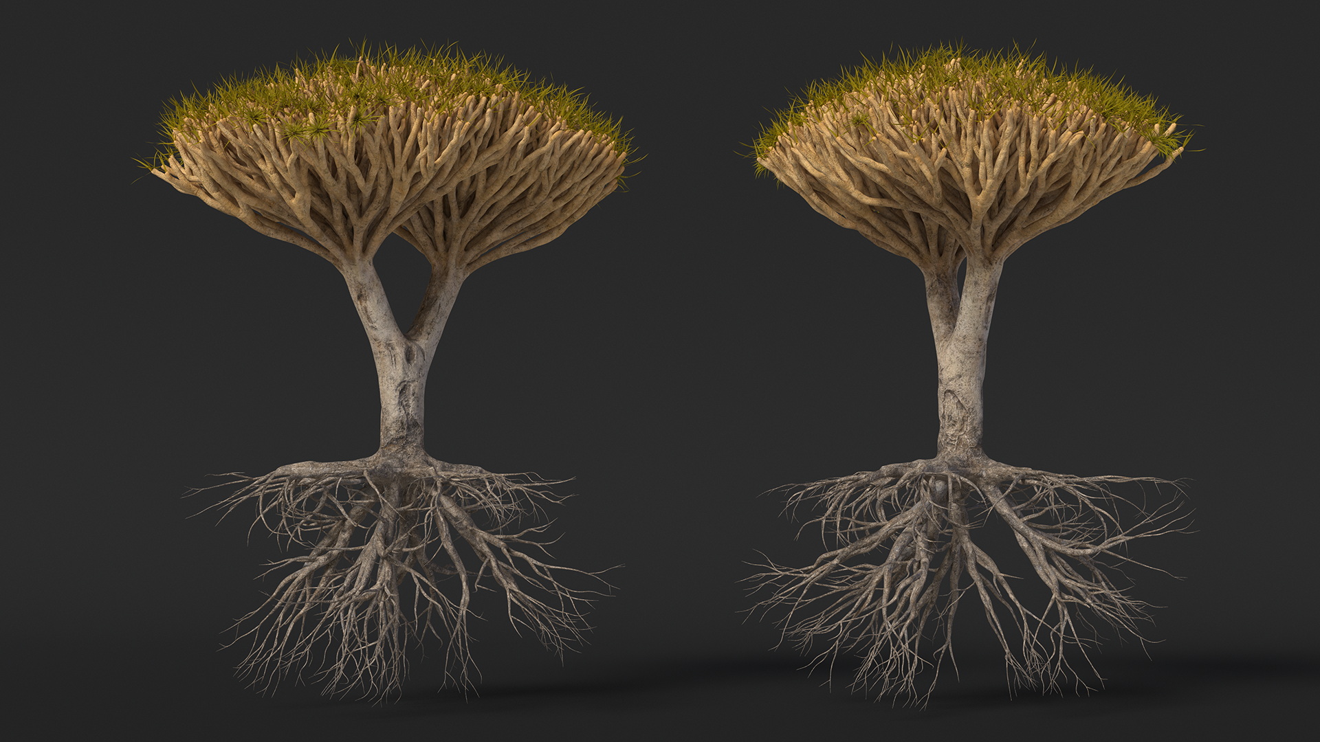 Dragon Tree Roots 3D