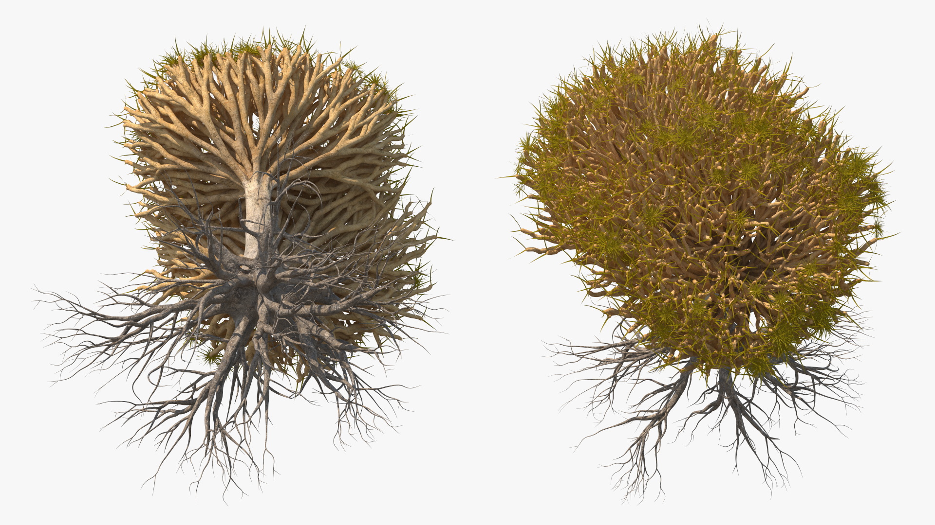 Dragon Tree Roots 3D