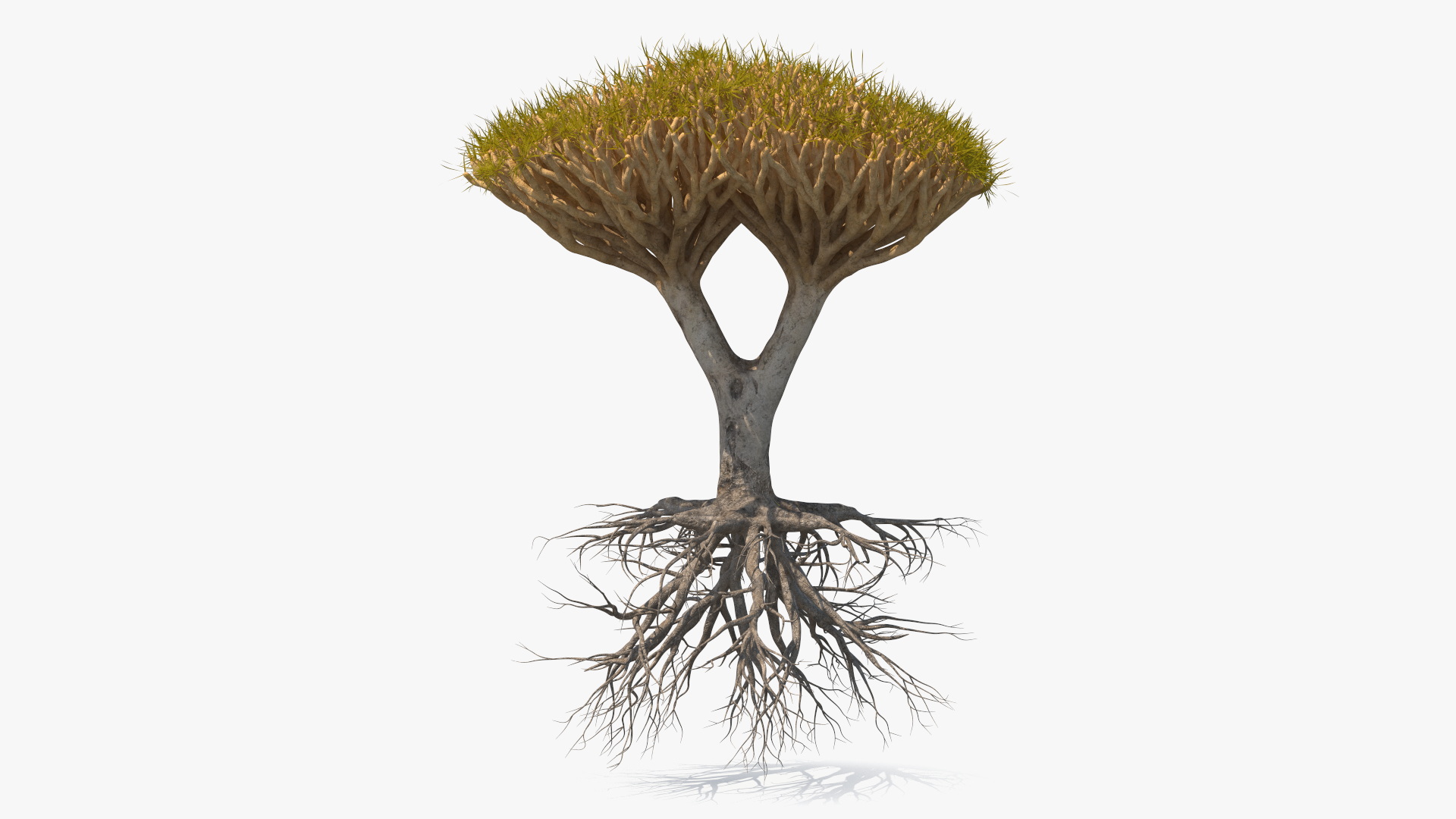 Dragon Tree Roots 3D