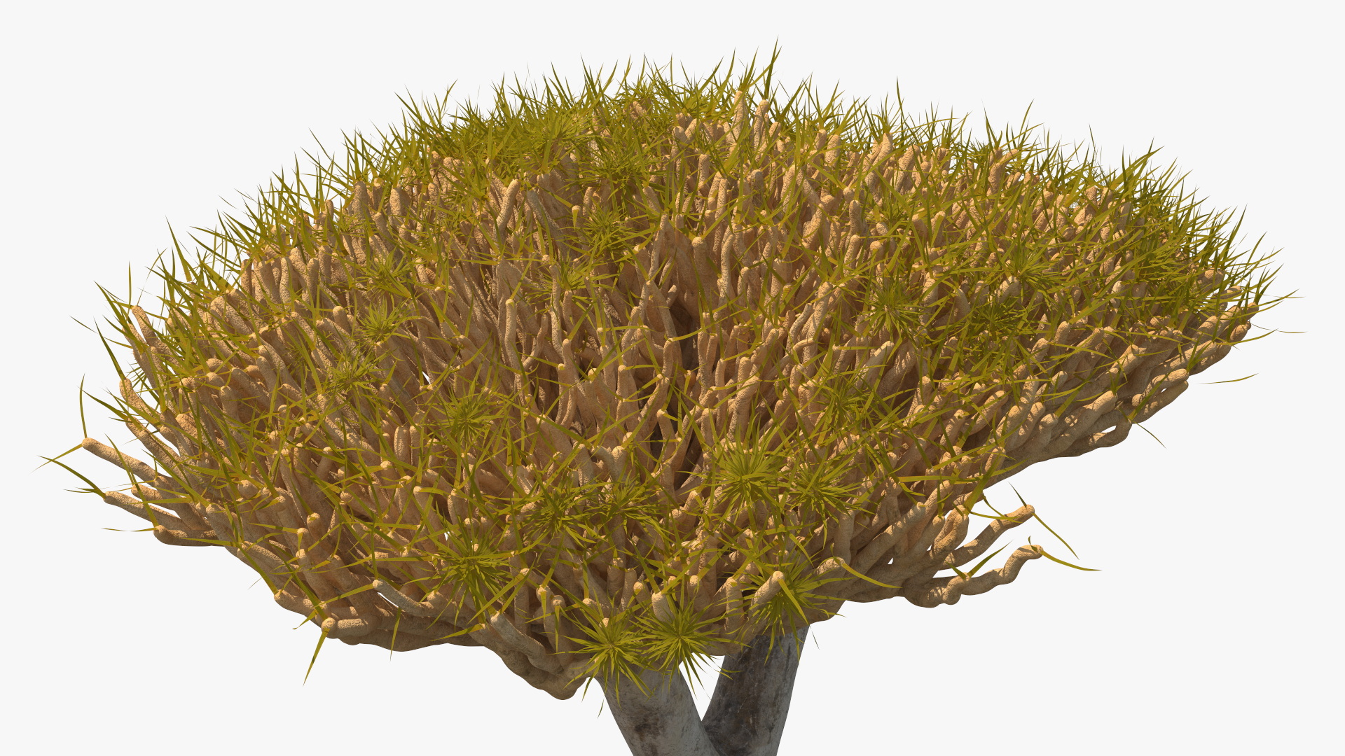 Dragon Tree Roots 3D