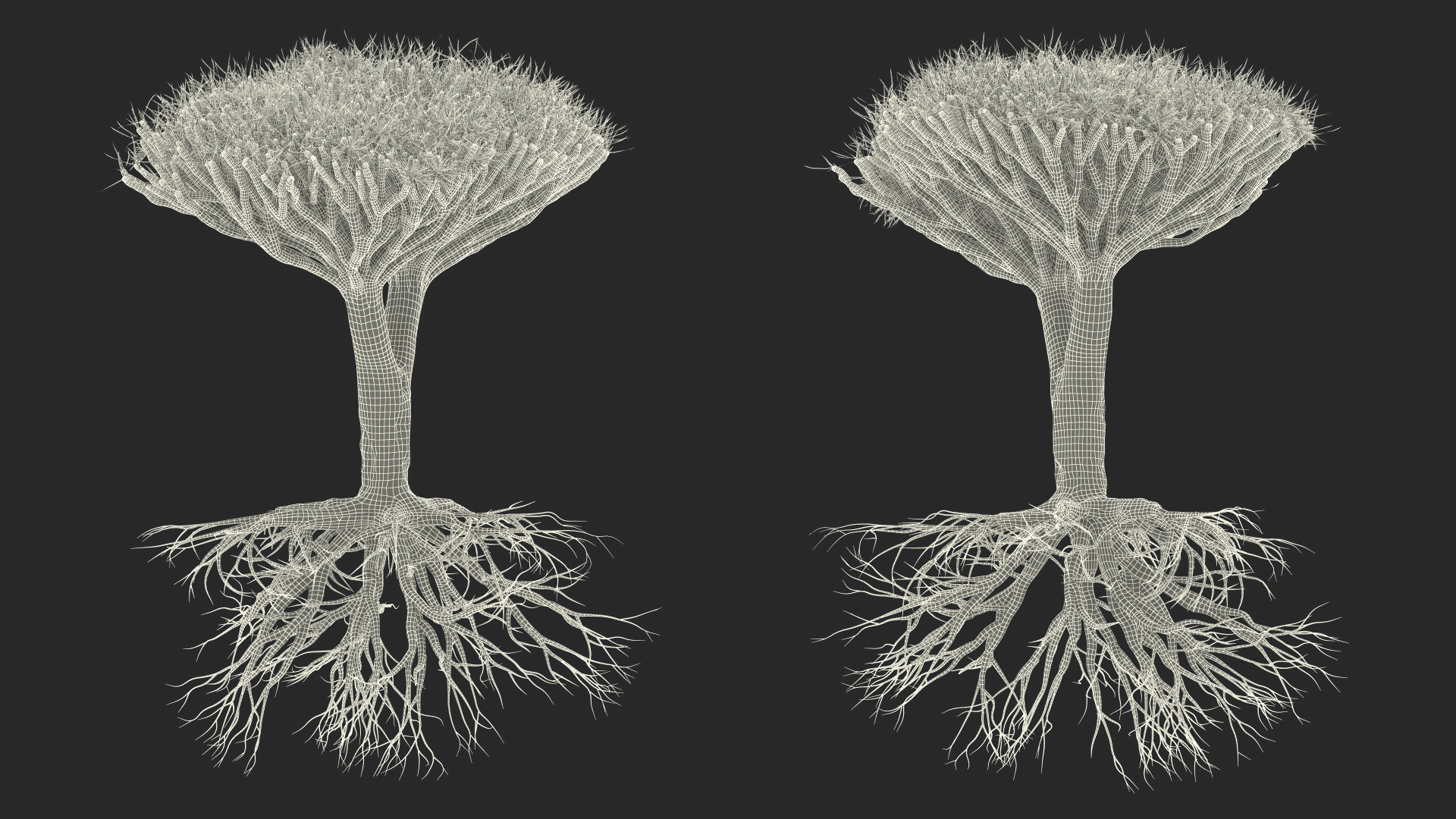 Dragon Tree Roots 3D
