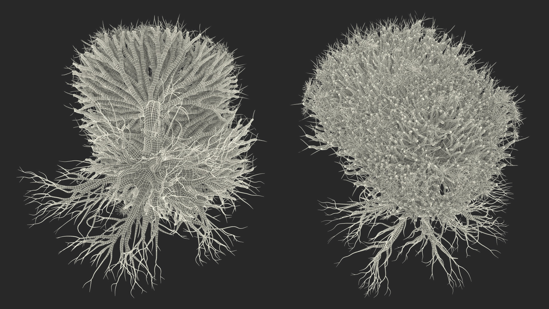 Dragon Tree Roots 3D