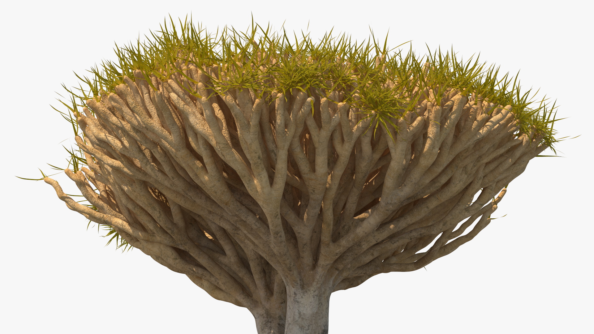 Dragon Tree Roots 3D