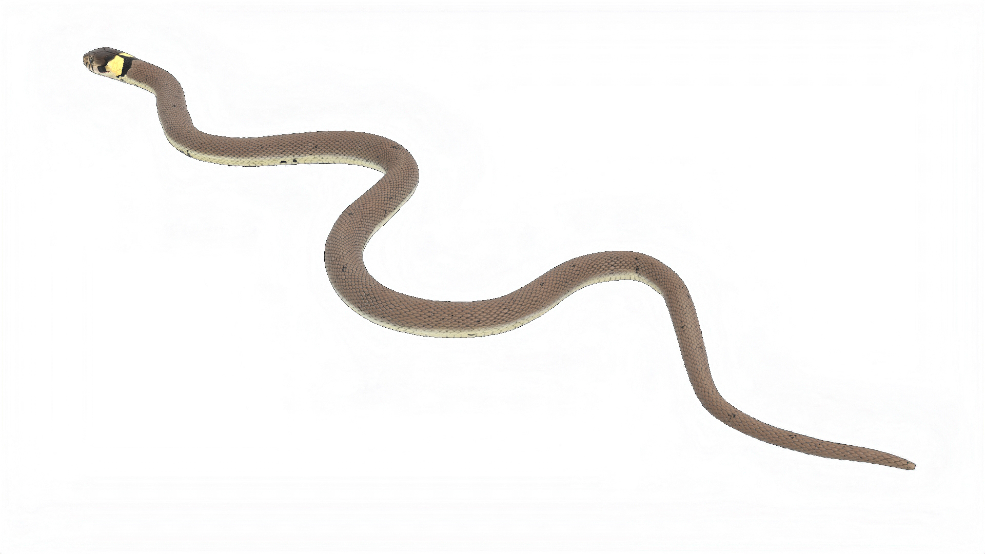 3D model Water Snake Crawling