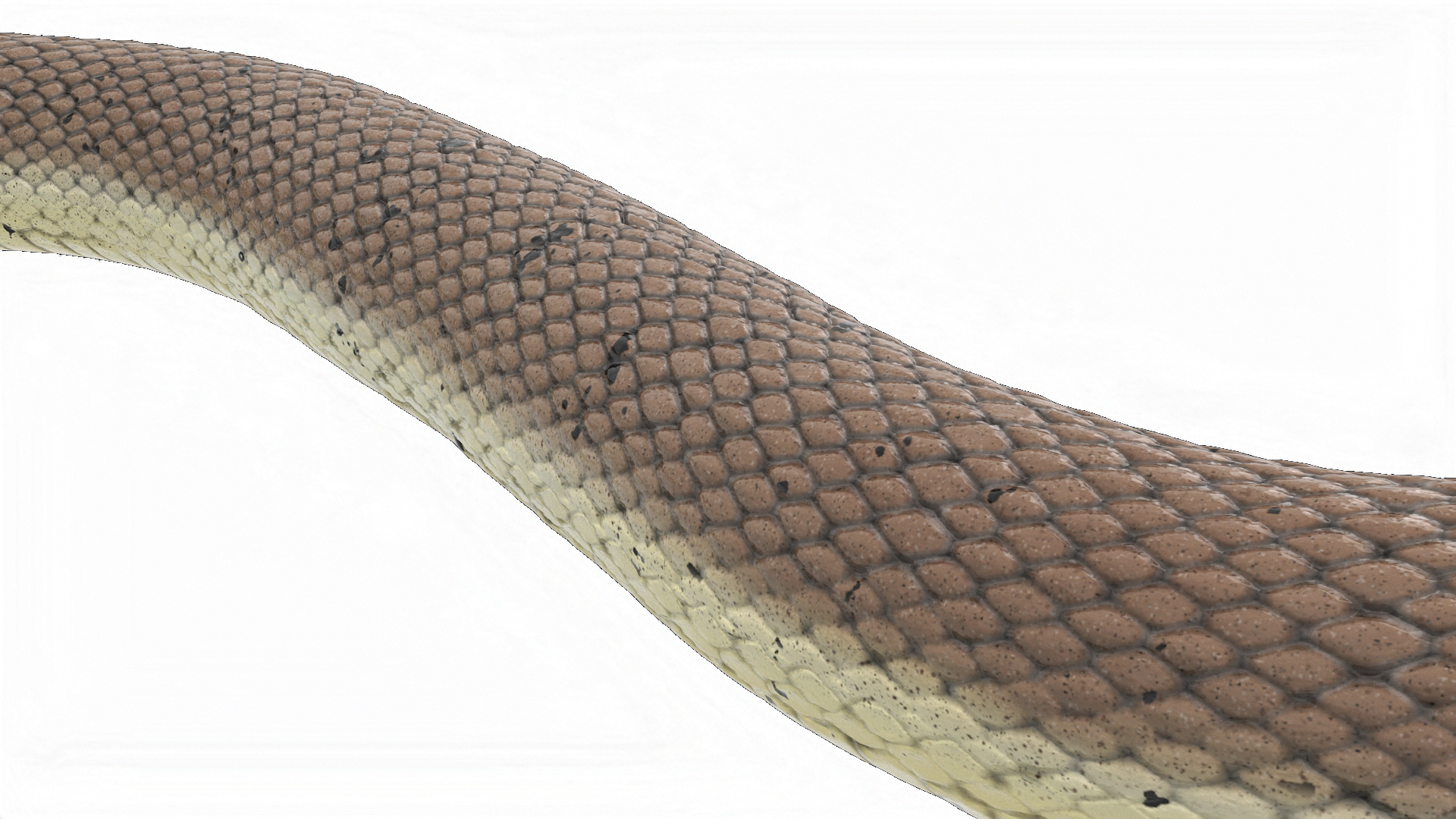 3D model Water Snake Crawling