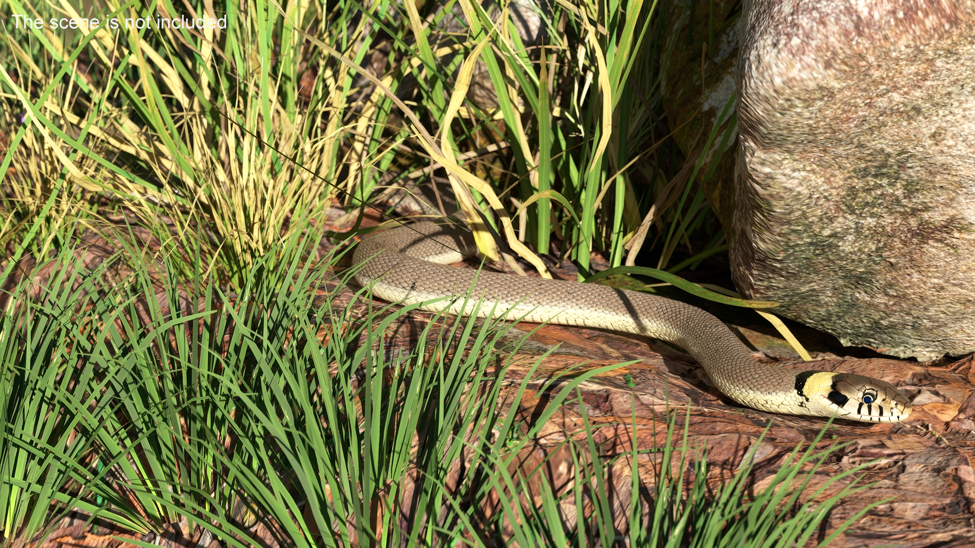 3D model Water Snake Crawling