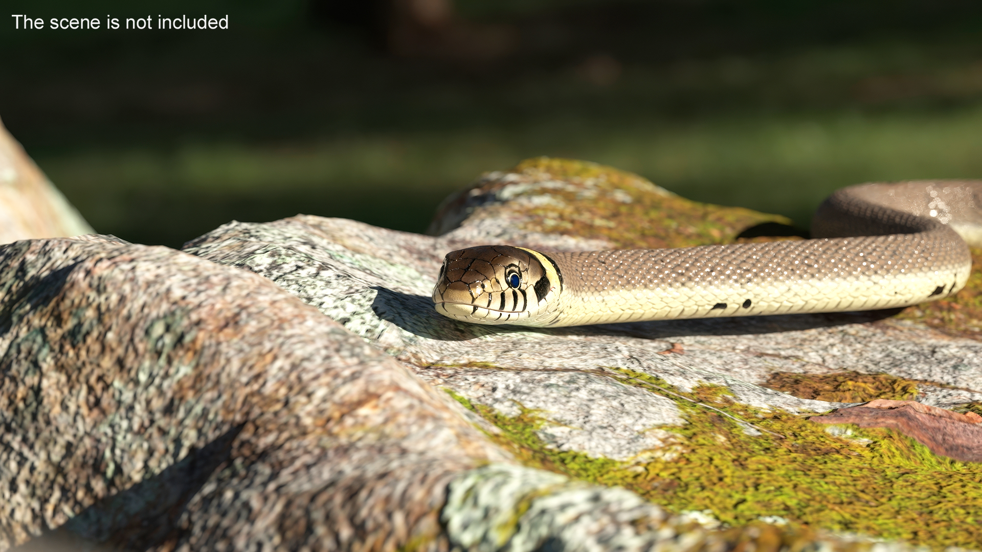 3D model Water Snake Crawling