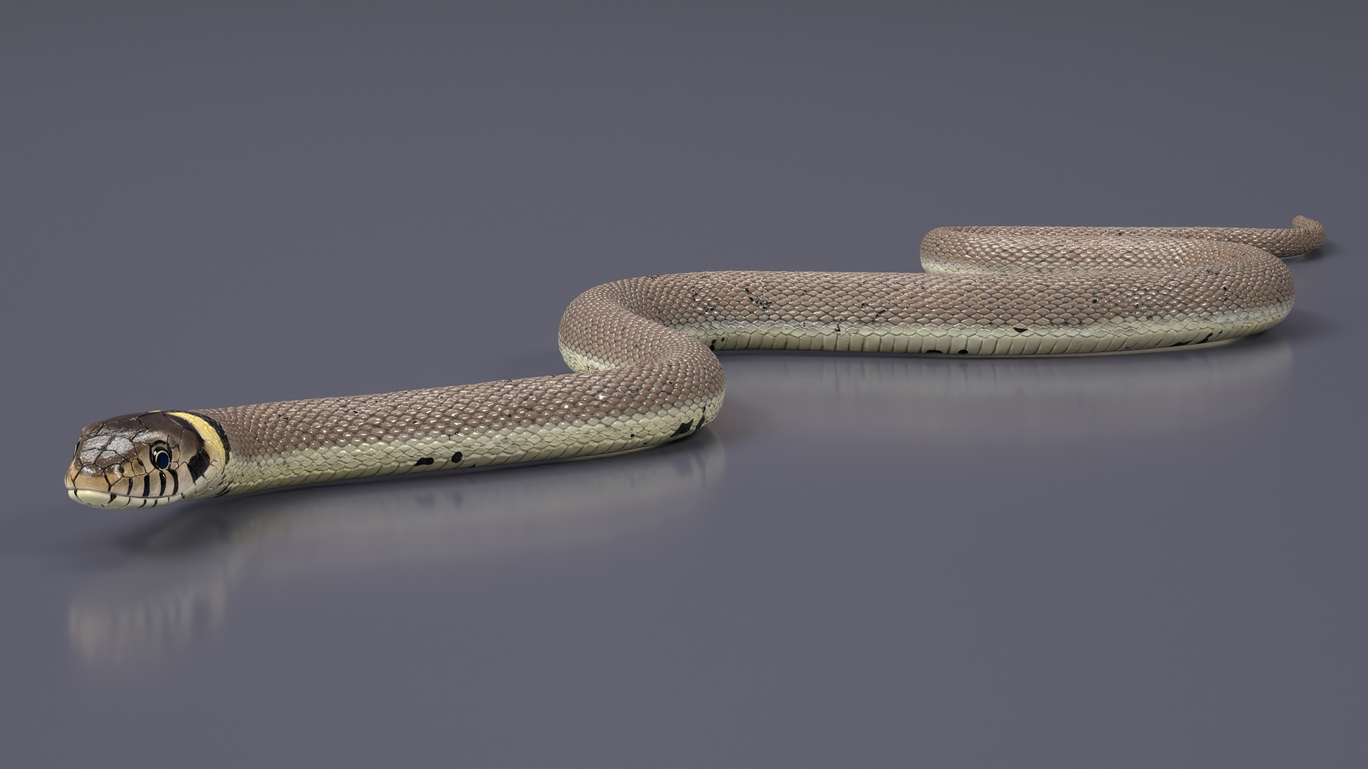3D model Water Snake Crawling