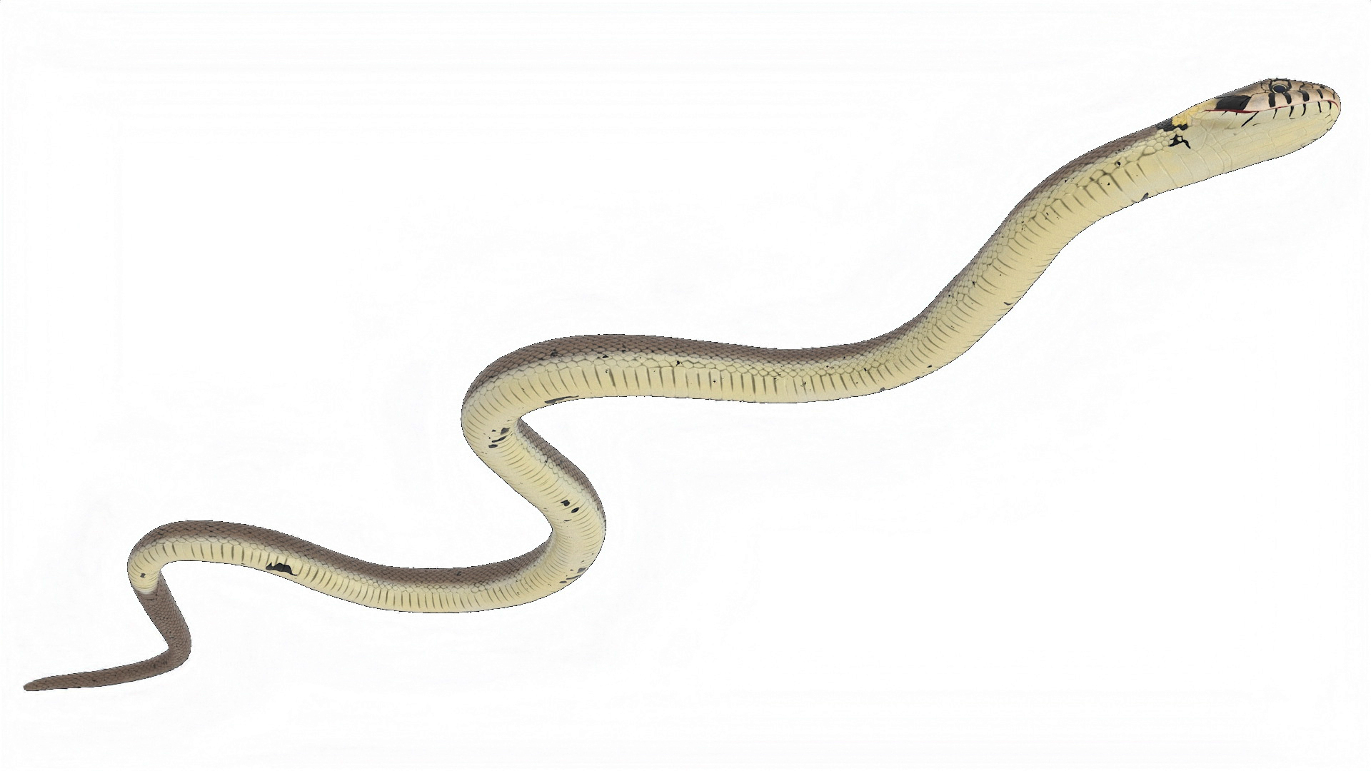 3D model Water Snake Crawling
