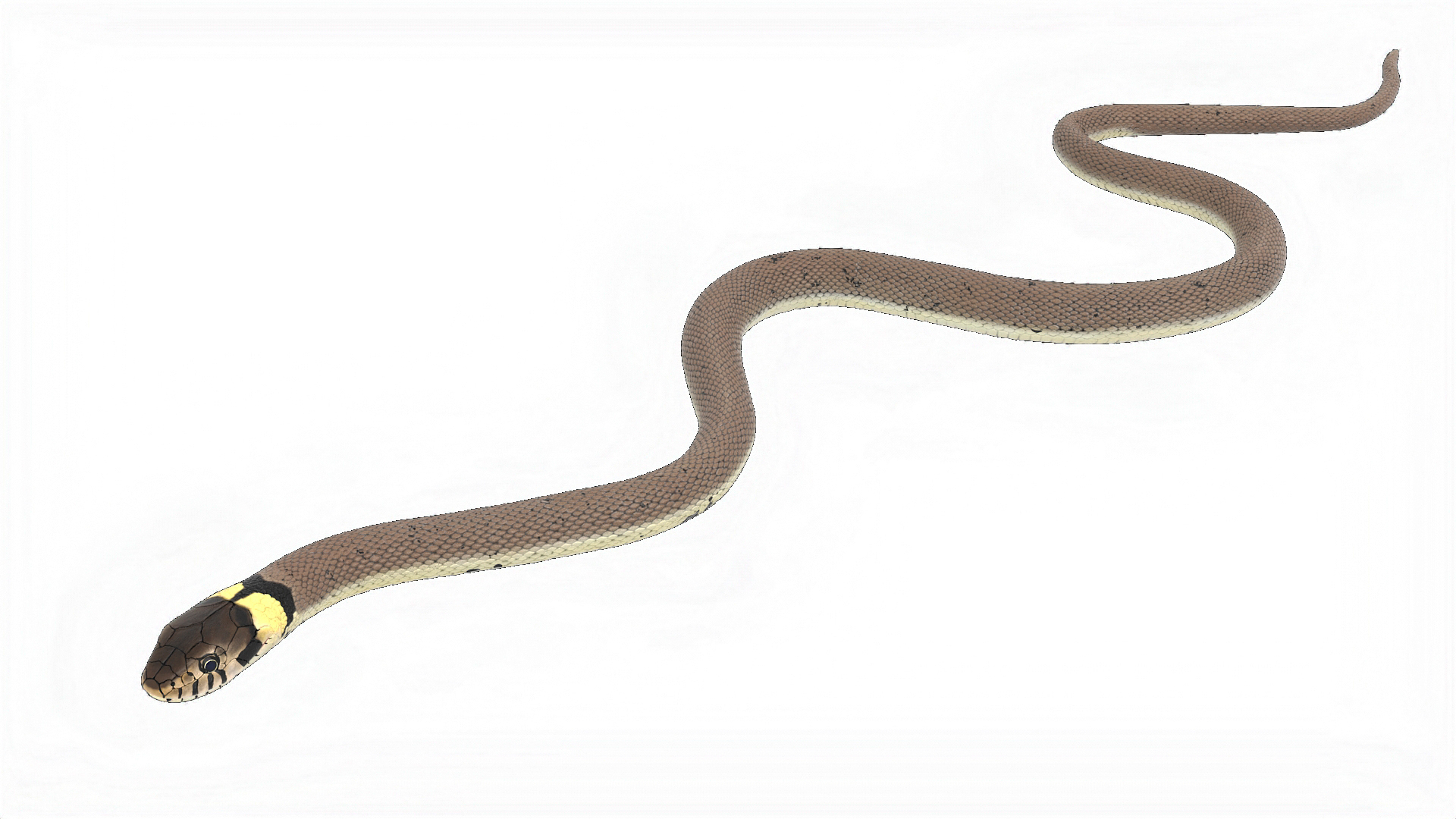 3D model Water Snake Crawling