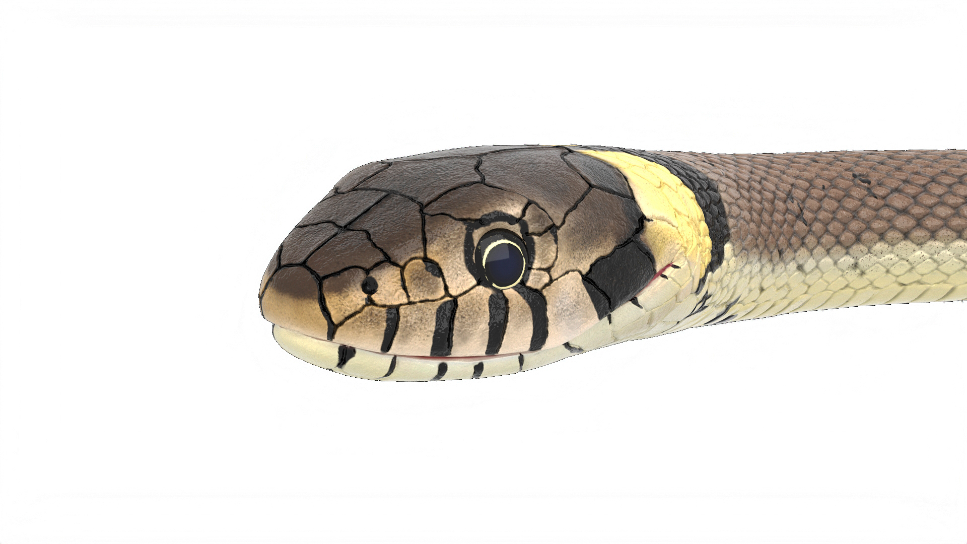 3D model Water Snake Crawling