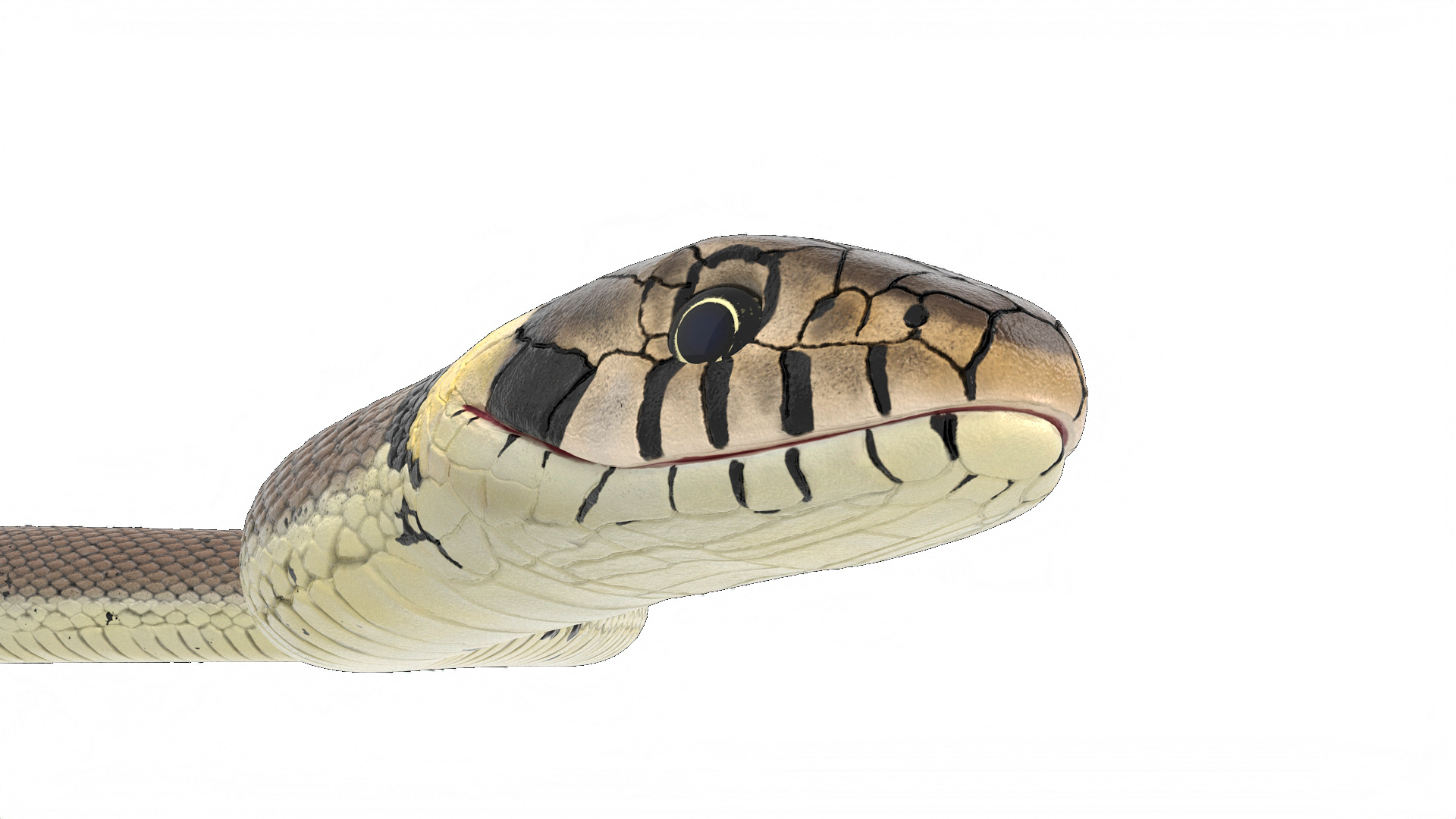 3D model Water Snake Crawling