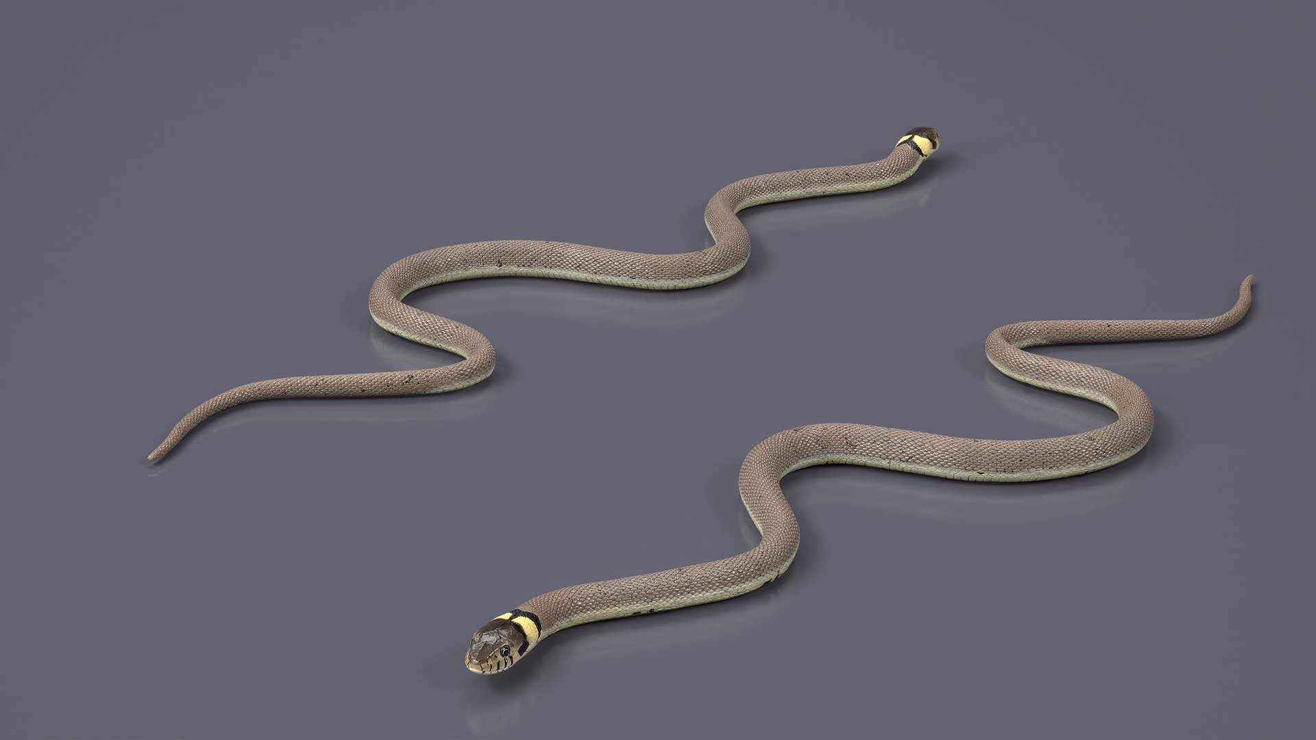 3D model Water Snake Crawling