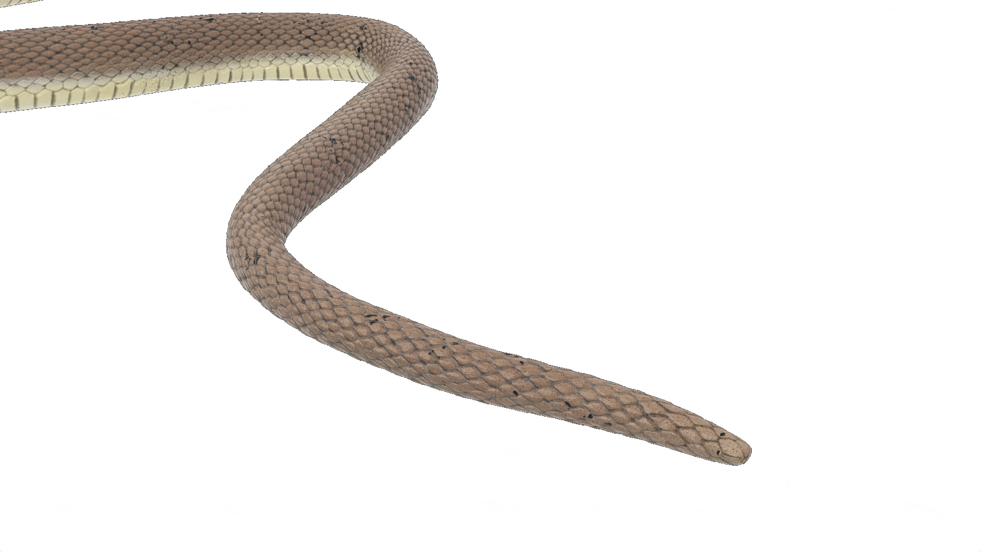 3D model Water Snake Crawling