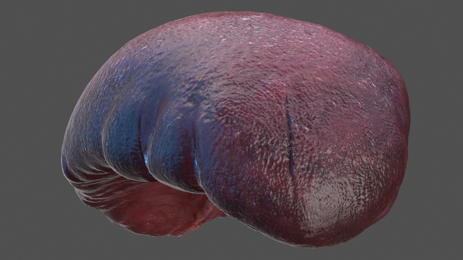 Human Spleen 3D