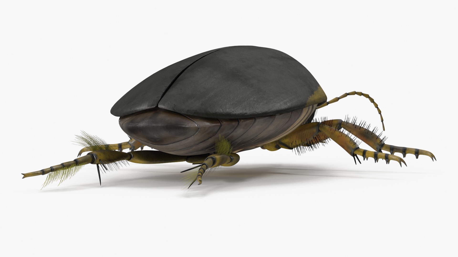 3D Water Beetle Brown model