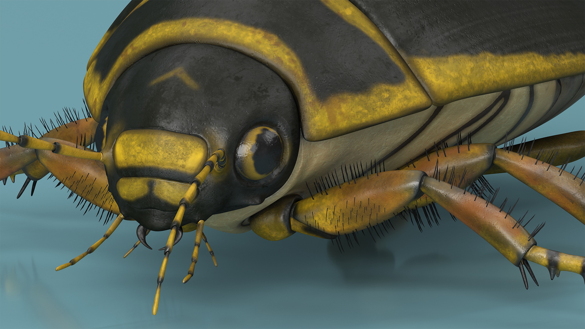 3D Water Beetle Brown model