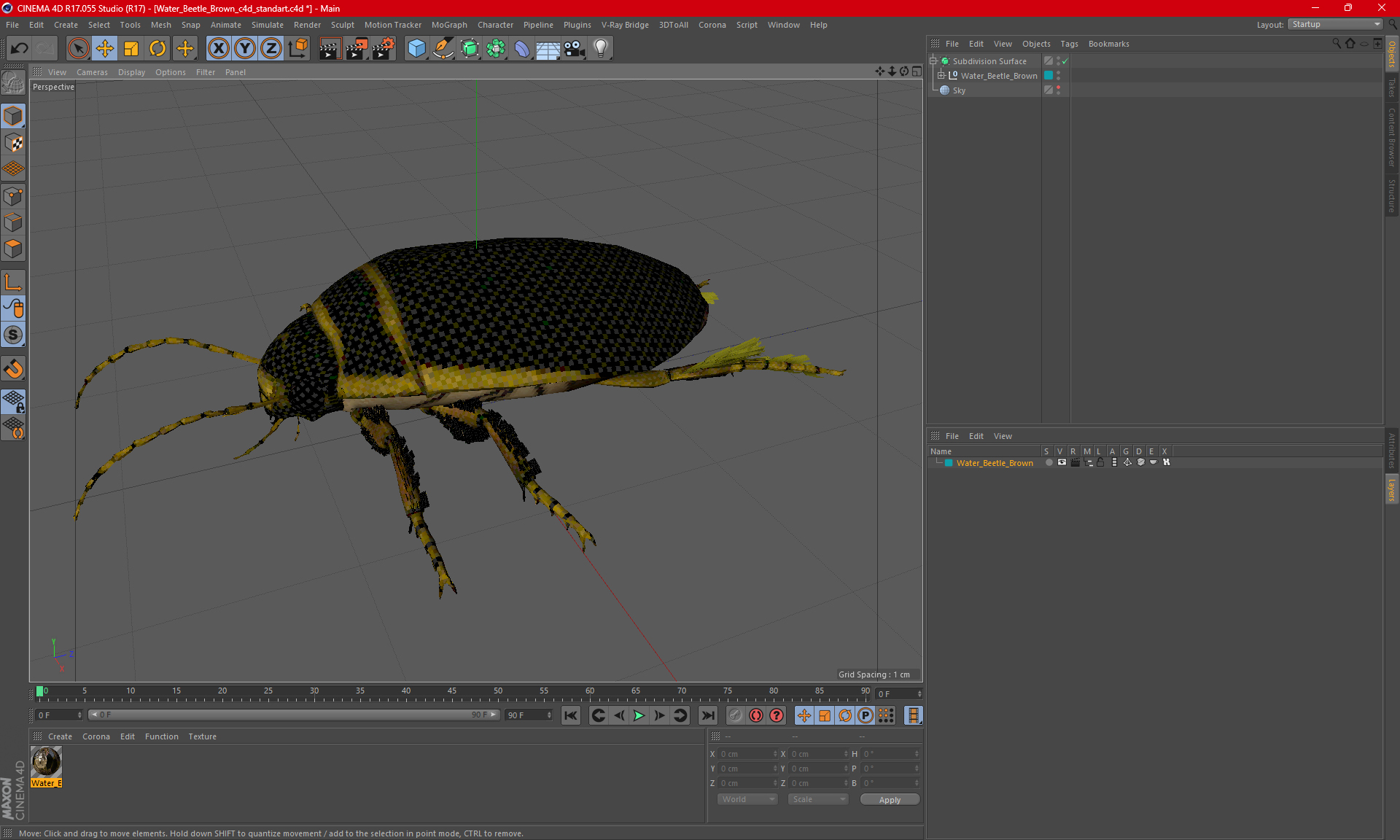 3D Water Beetle Brown model