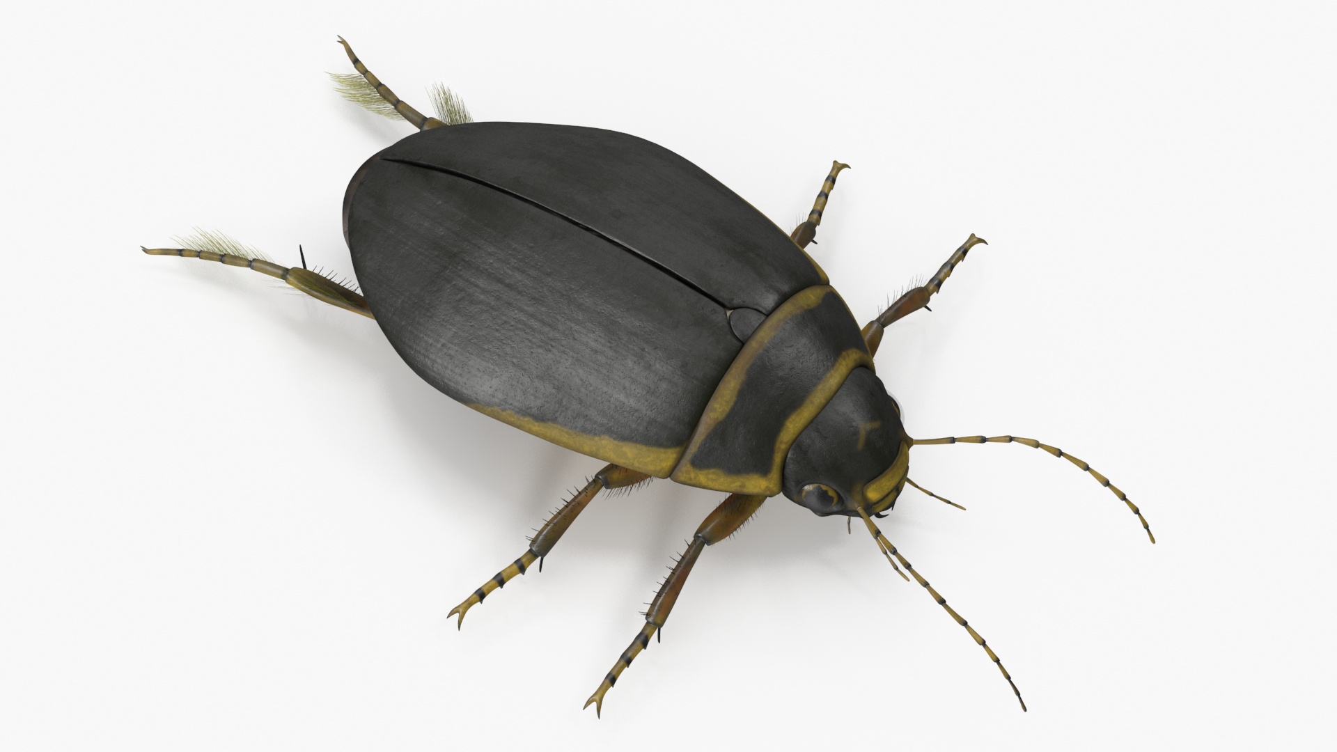 3D Water Beetle Brown model
