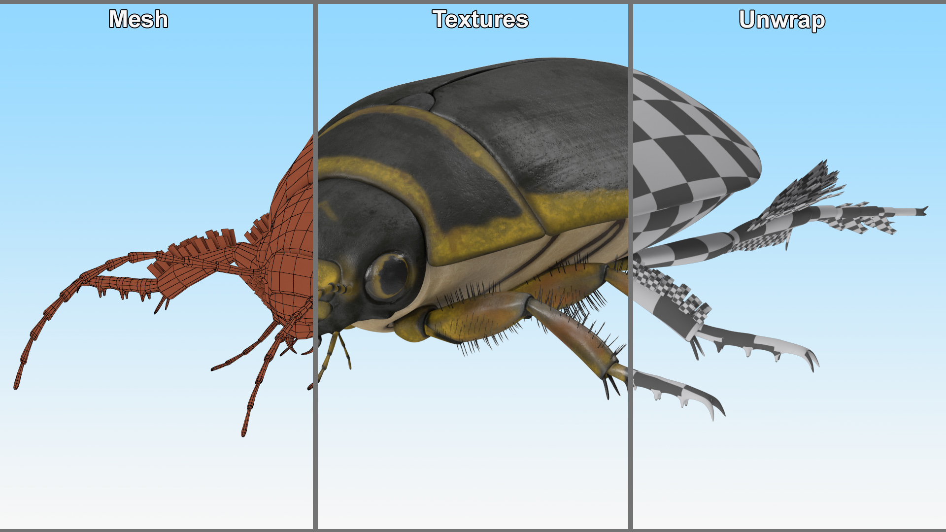 3D Water Beetle Brown model