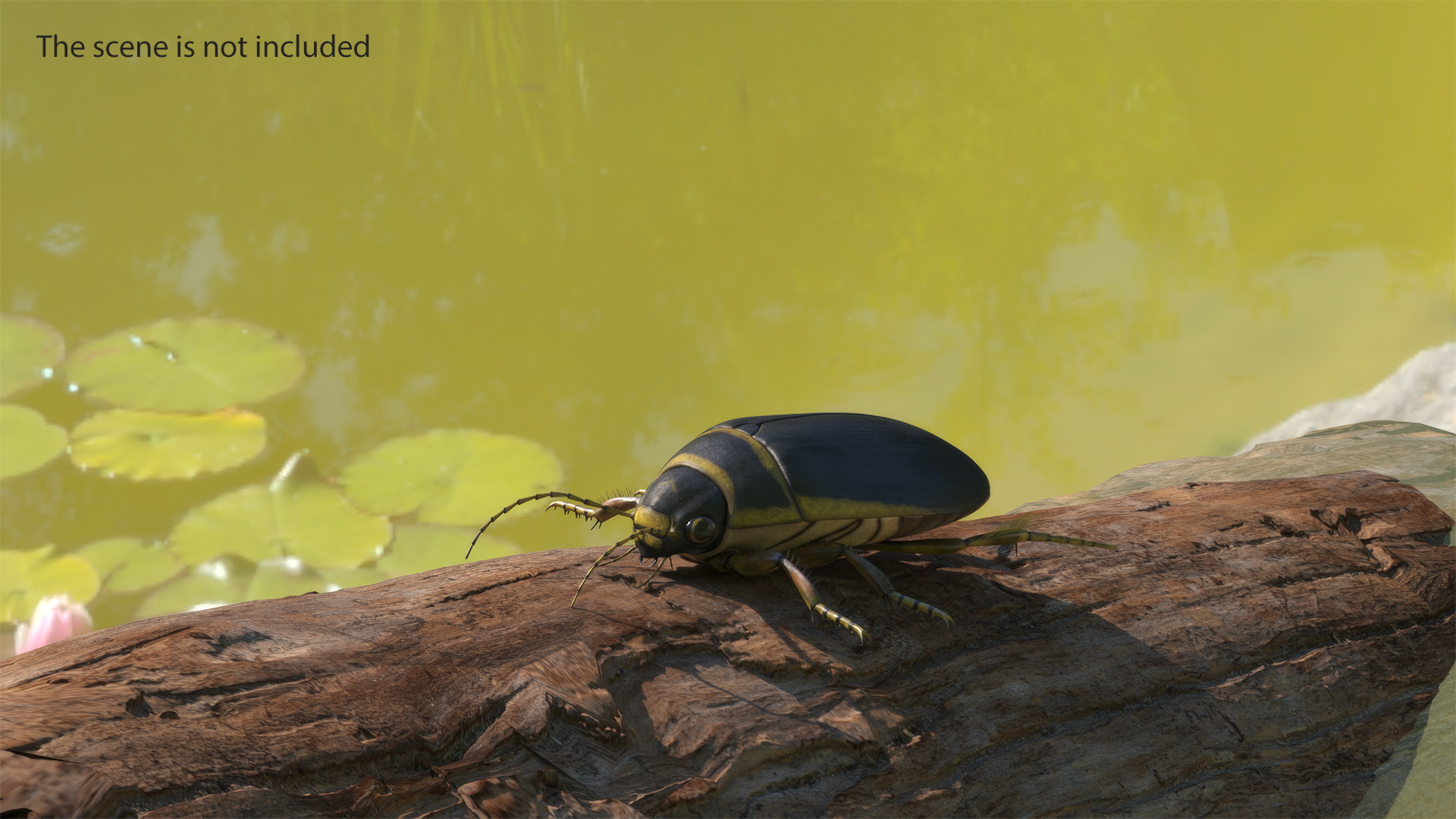 3D Water Beetle Brown model