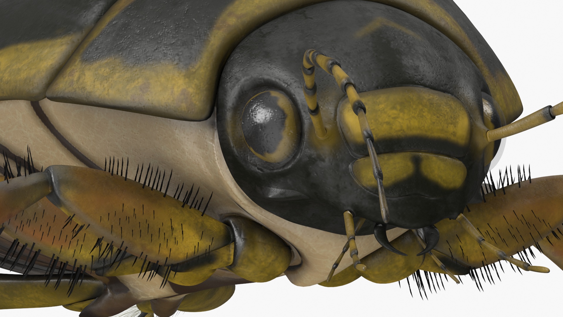 3D Water Beetle Brown model