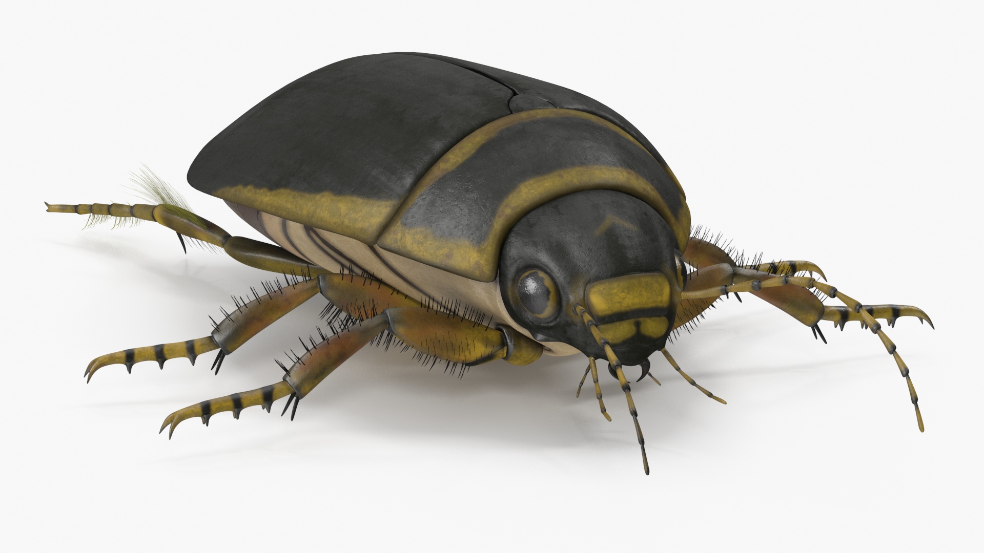 3D Water Beetle Brown model
