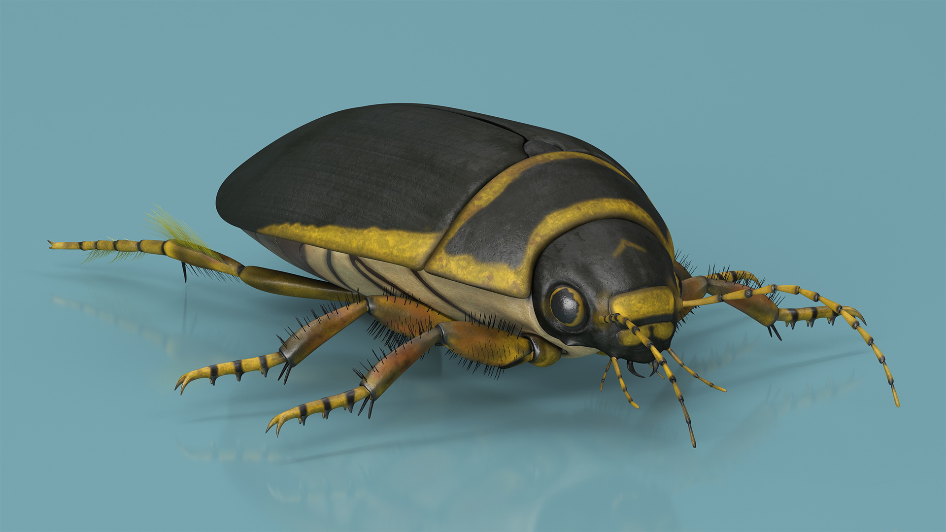 3D Water Beetle Brown model