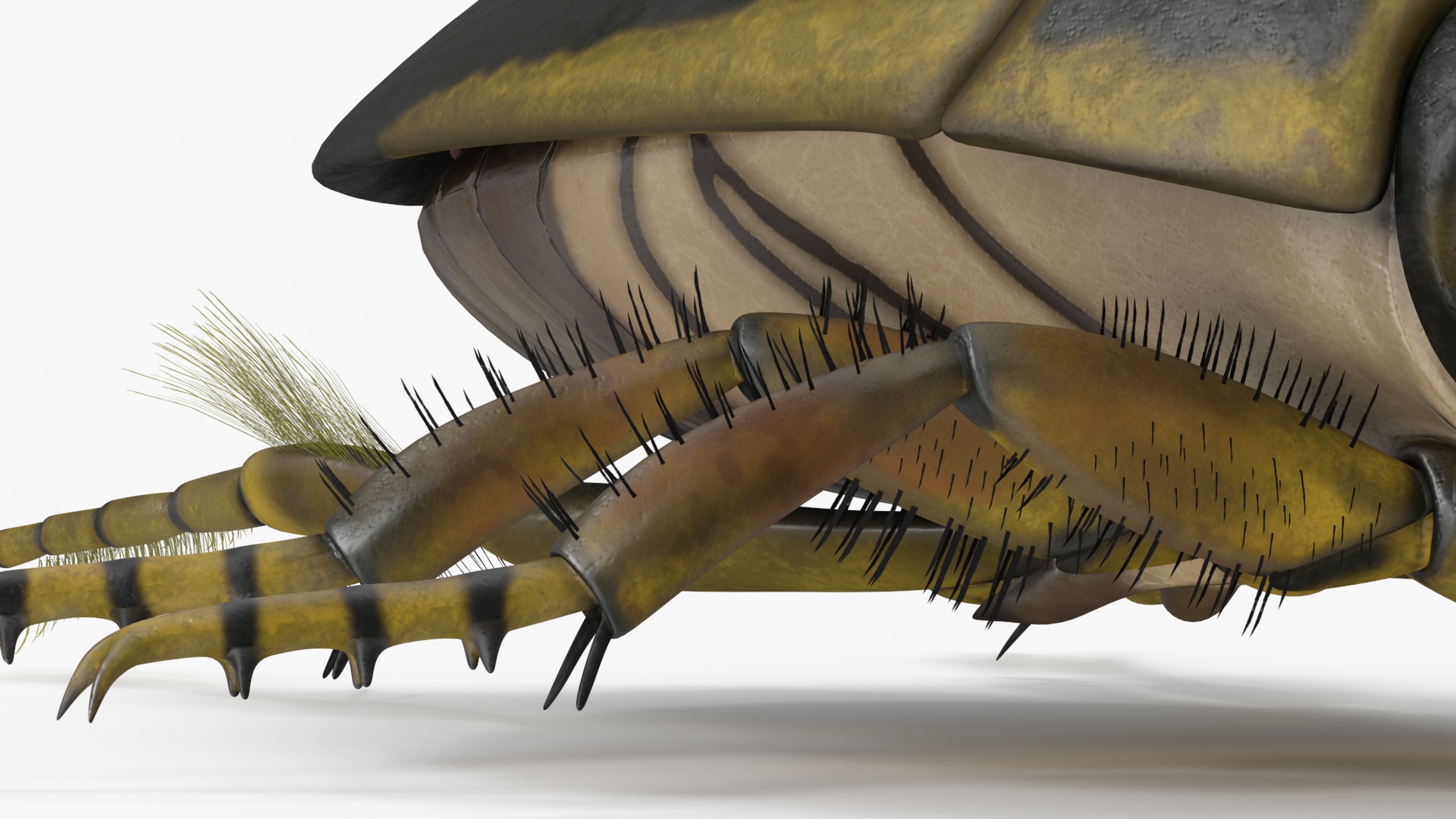 3D Water Beetle Brown model