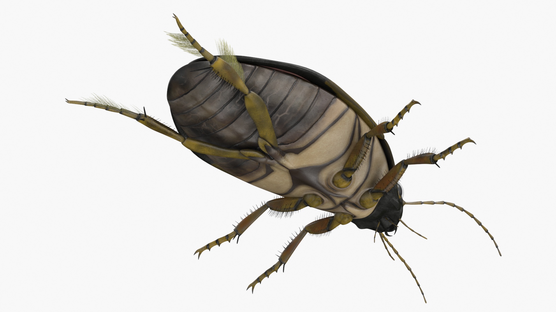 3D Water Beetle Brown model