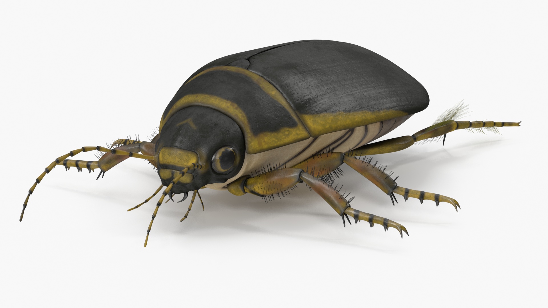 3D Water Beetle Brown model