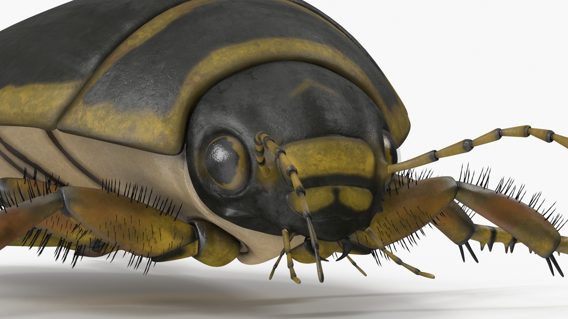 3D Water Beetle Brown model