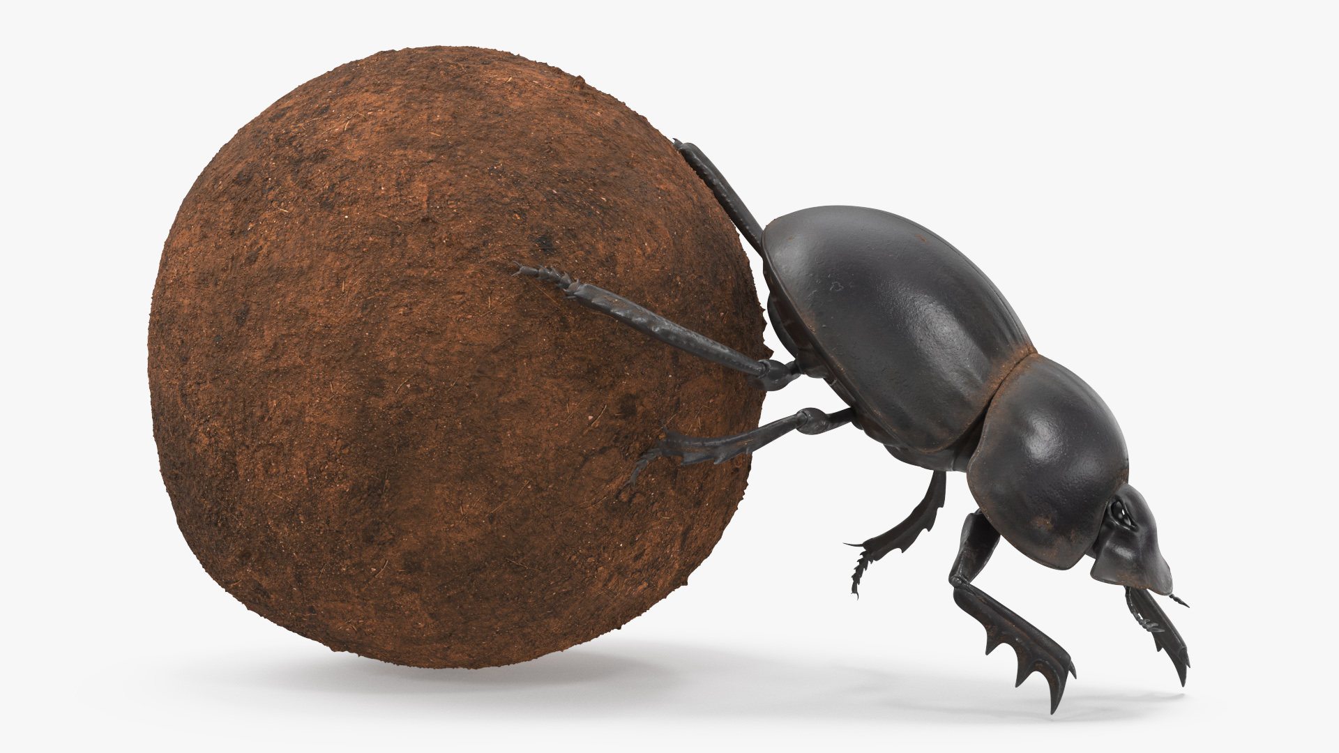 3D Roller Beetle Pushing Sphere Dirt model