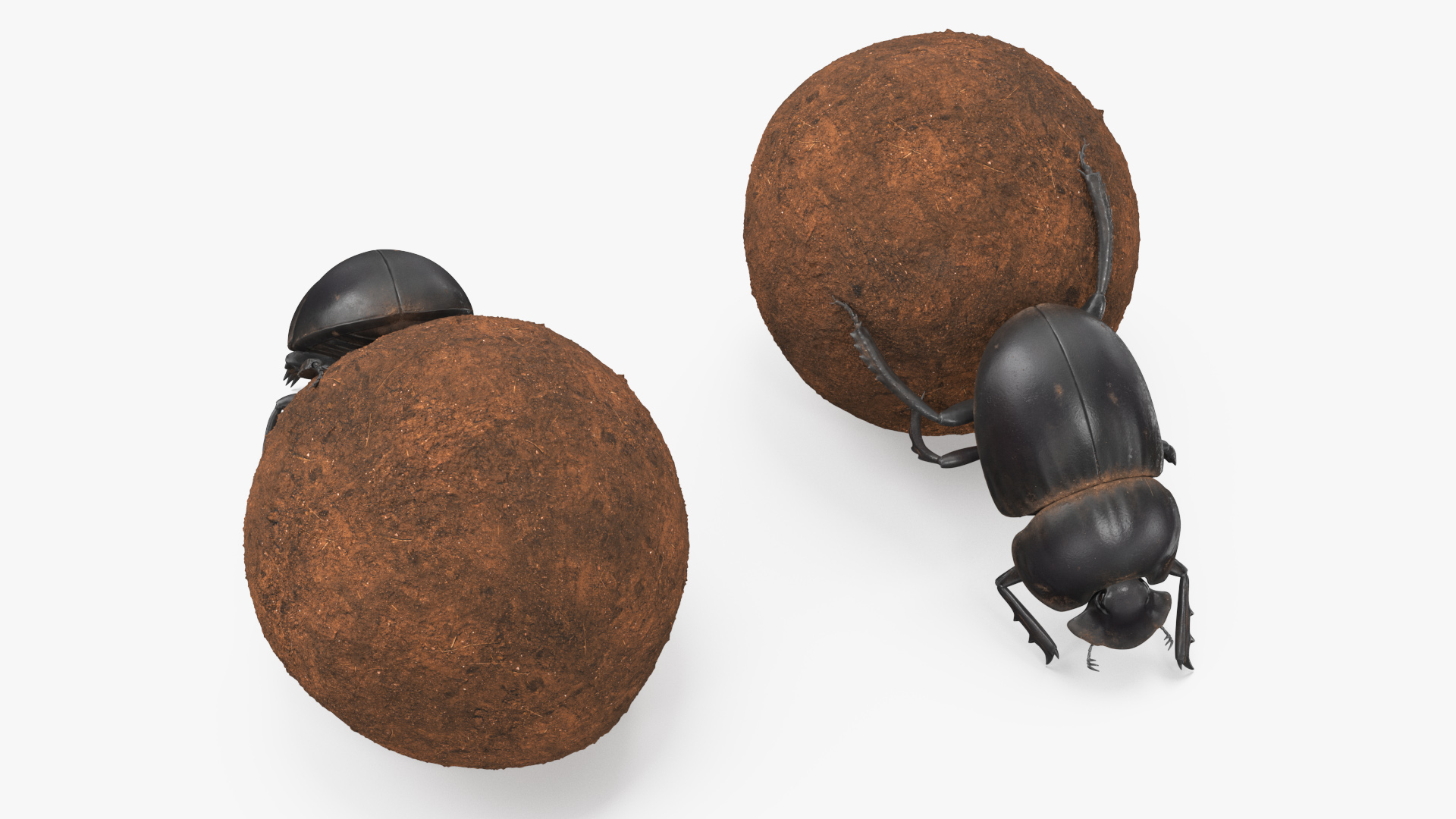 3D Roller Beetle Pushing Sphere Dirt model