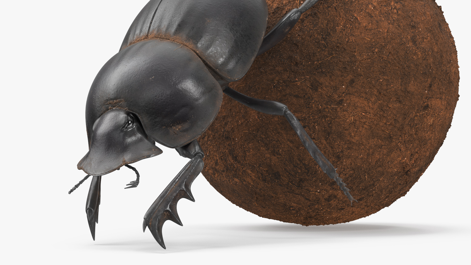 3D Roller Beetle Pushing Sphere Dirt model
