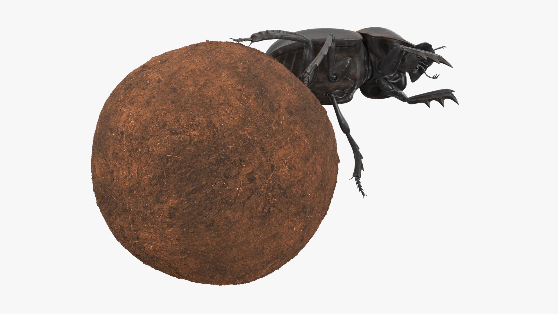 3D Roller Beetle Pushing Sphere Dirt model