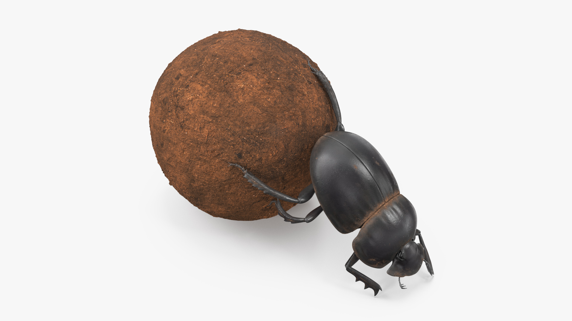 3D Roller Beetle Pushing Sphere Dirt model