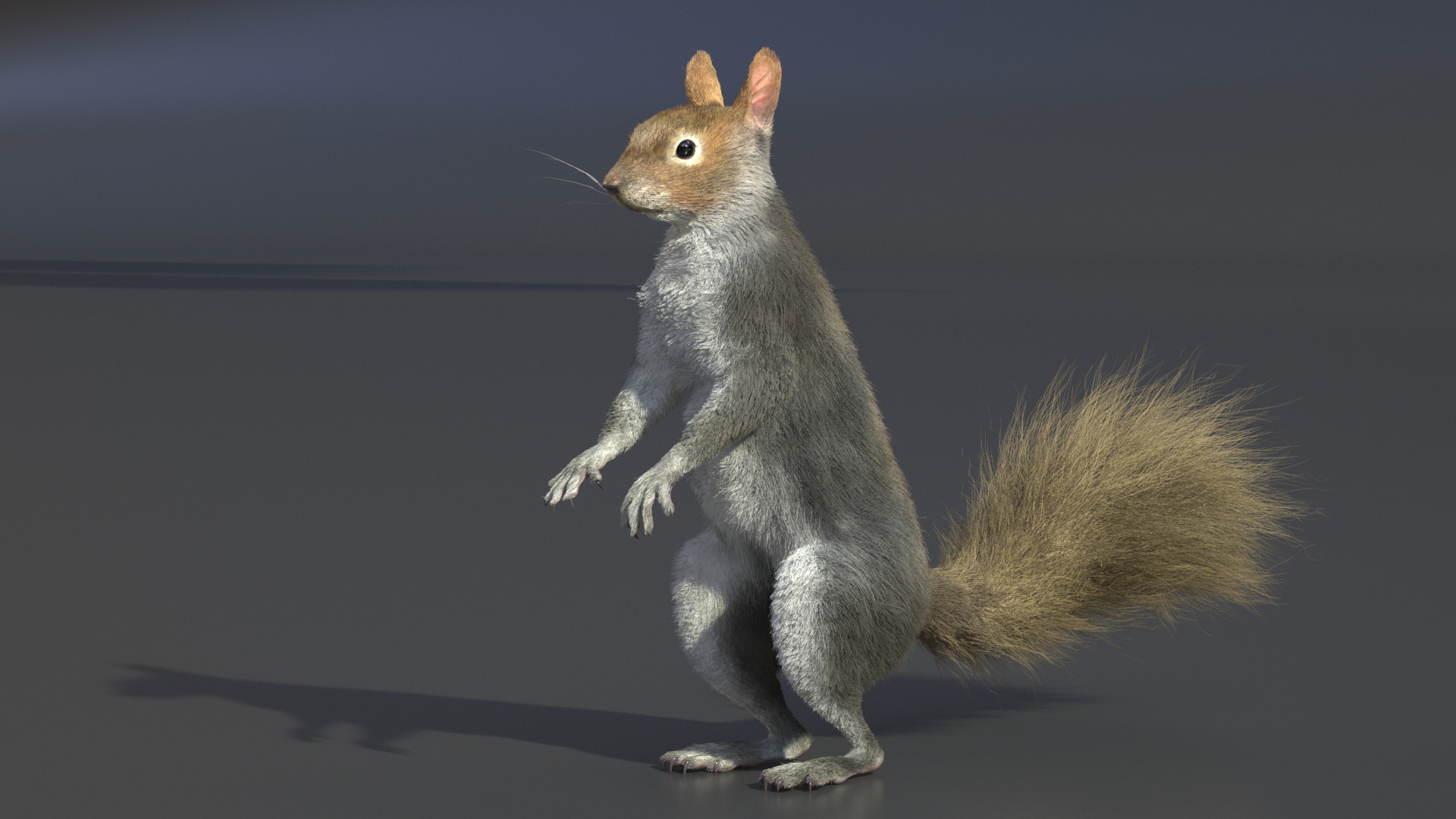 Gray Squirrel in Standing Pose Fur 3D model