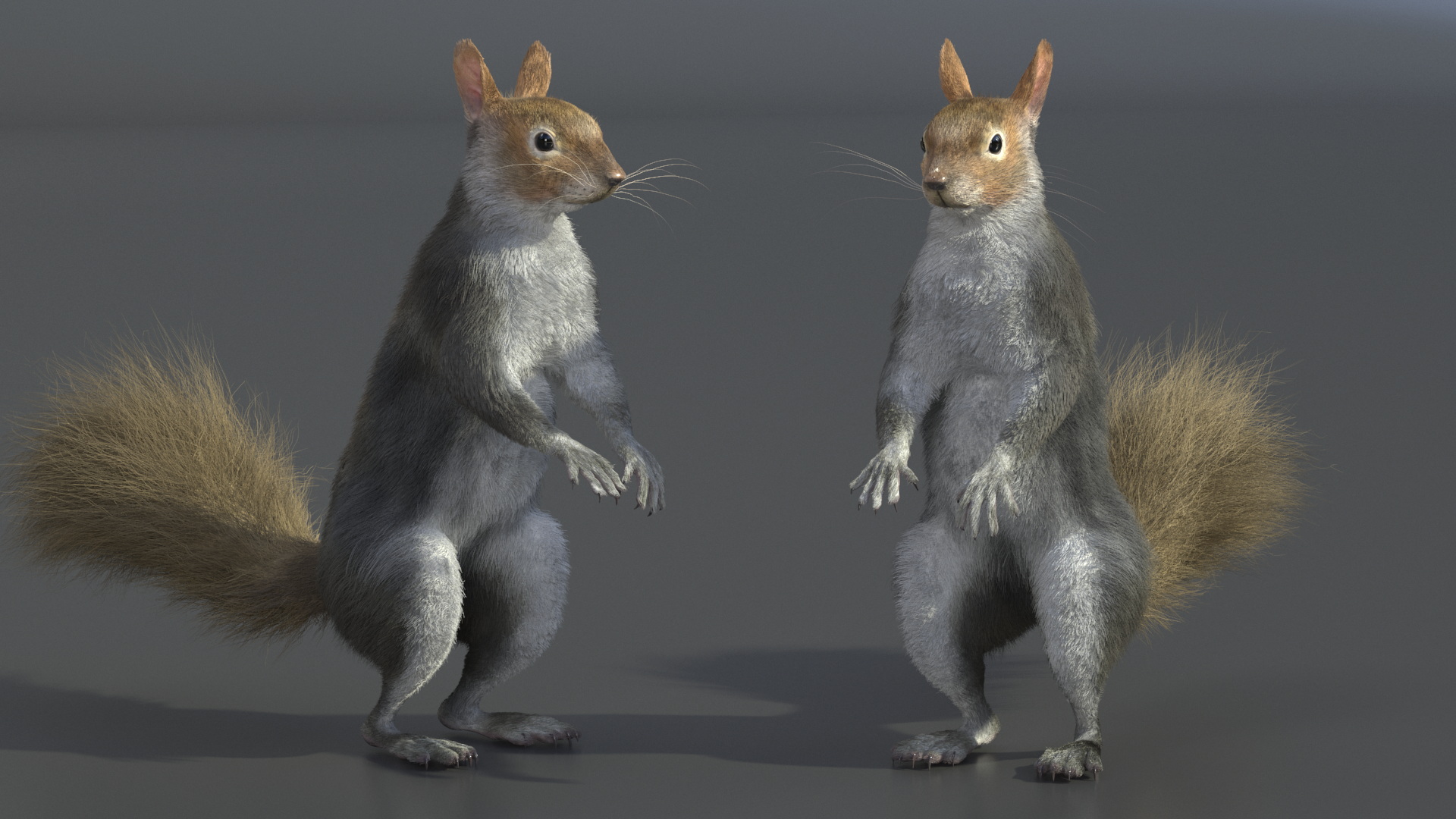 Gray Squirrel in Standing Pose Fur 3D model