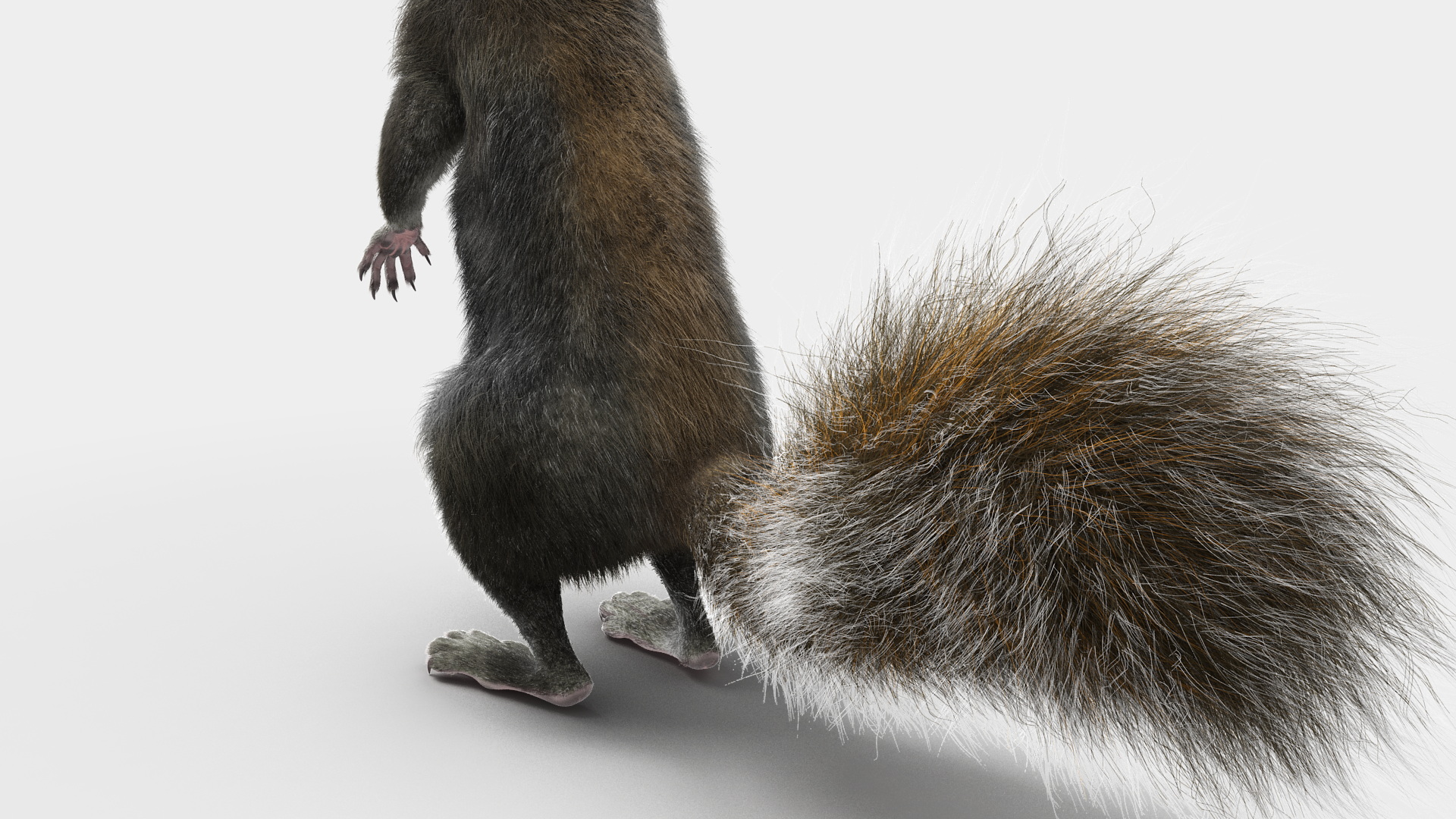 Gray Squirrel in Standing Pose Fur 3D model