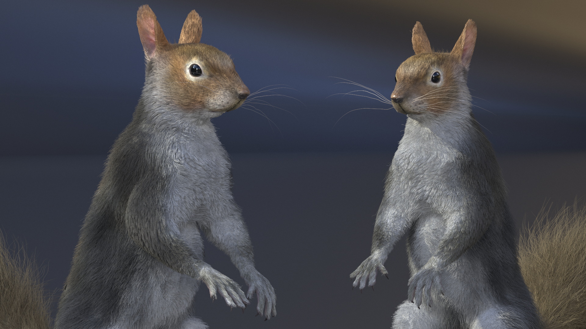 Gray Squirrel in Standing Pose Fur 3D model