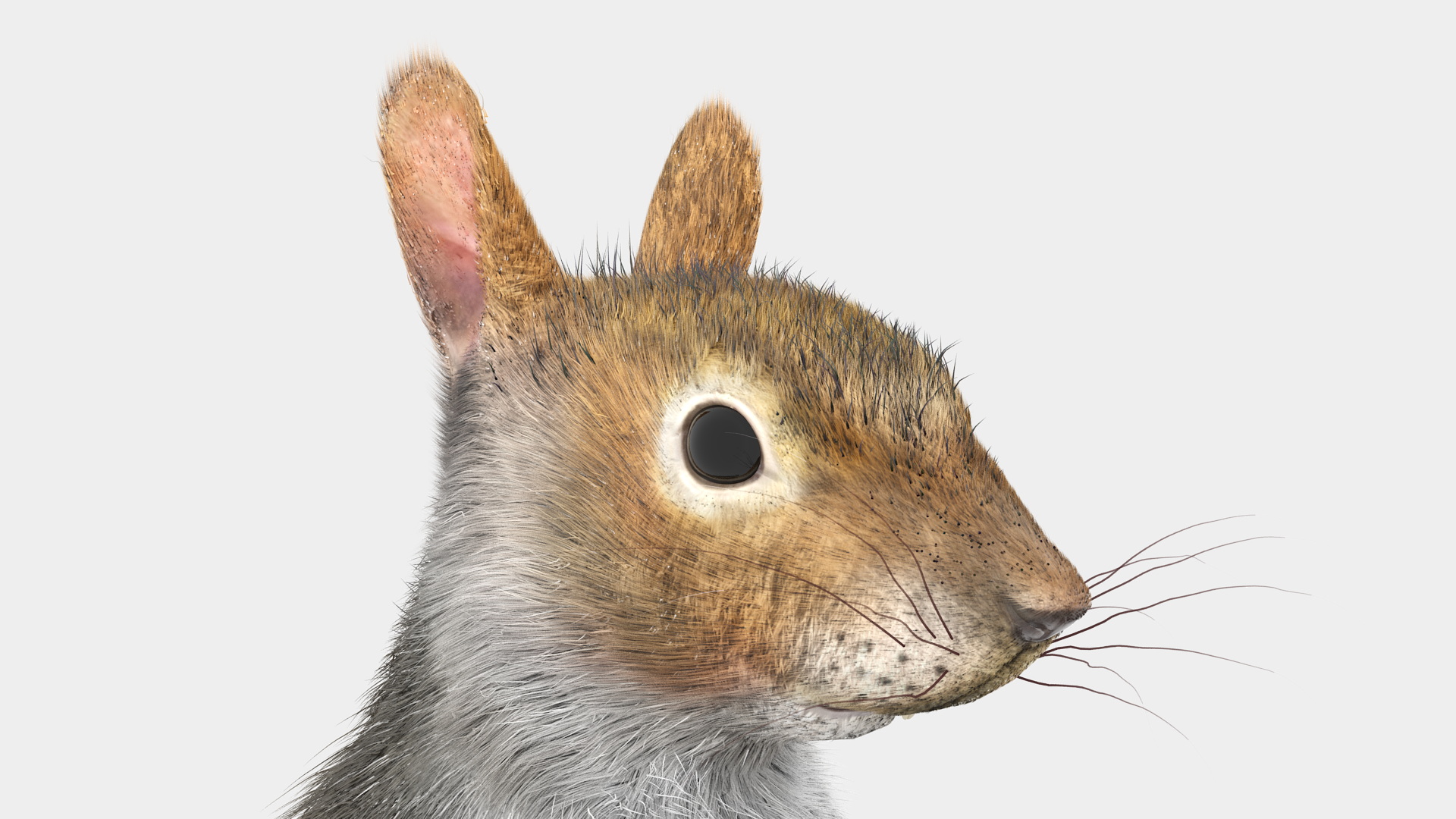 Gray Squirrel in Standing Pose Fur 3D model