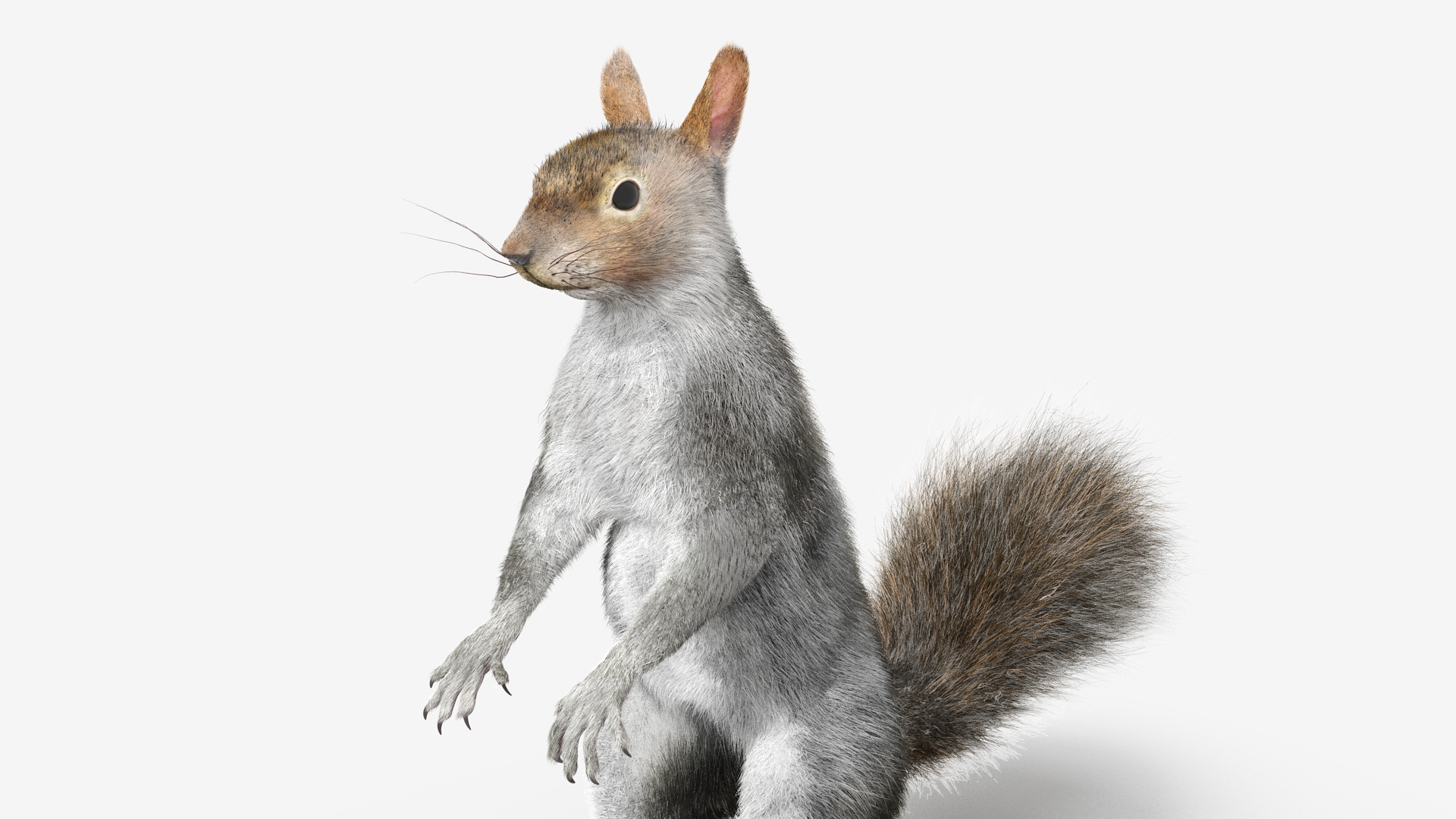Gray Squirrel in Standing Pose Fur 3D model